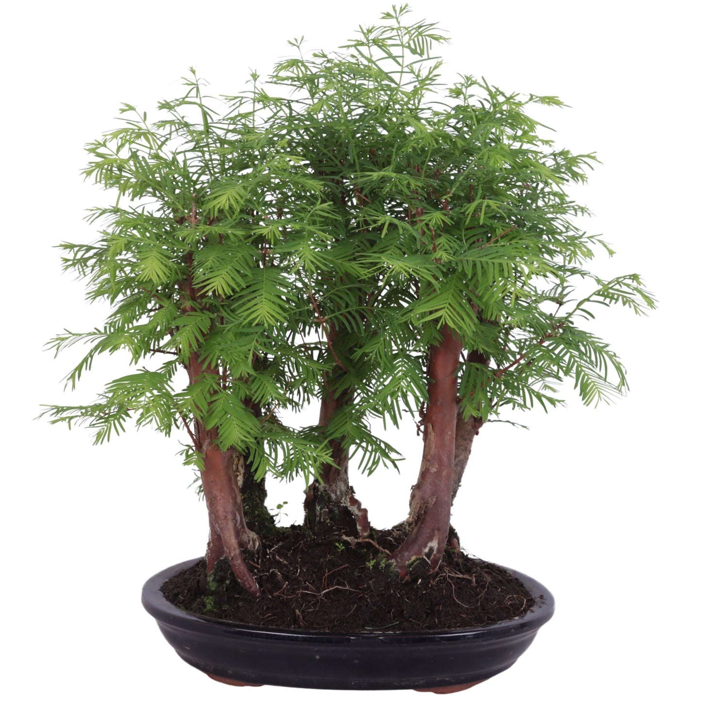 Bonsai Metasequoia Forest 40cm 28cm Pot