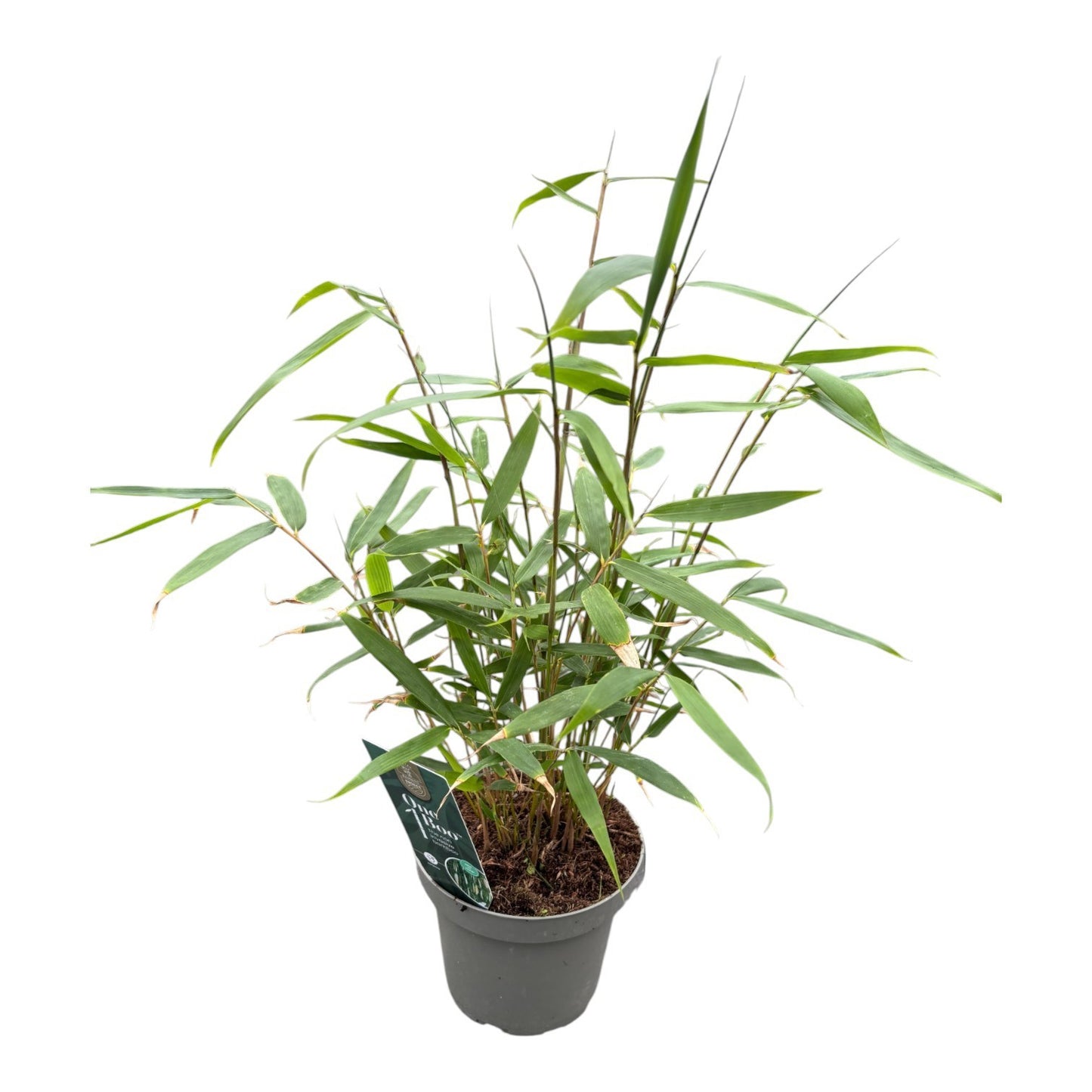 Fargesia robusta Pingwu 40cm 14cm Pot