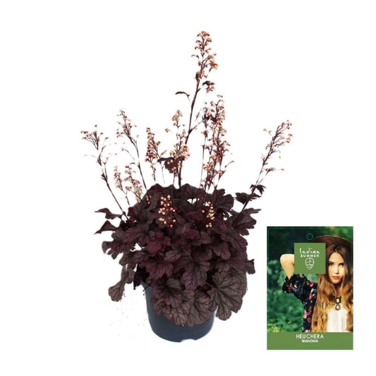 Heuchera Ind. Summer Shanghai 55cm 19cm Pot