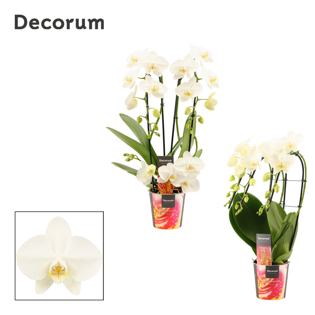 Phalaenopsis white 50cm 12cm Pot