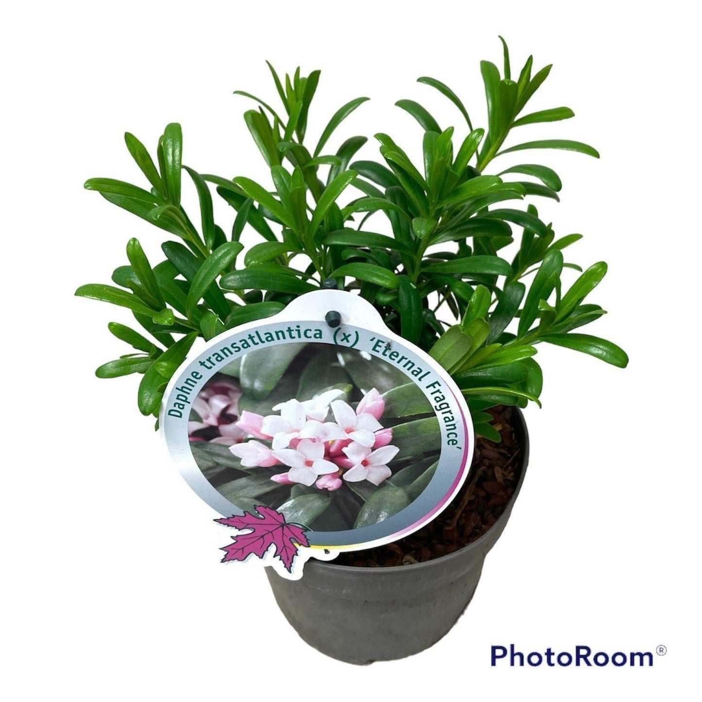 Daphne Eternal Fragrance 45cm 17cm Pot