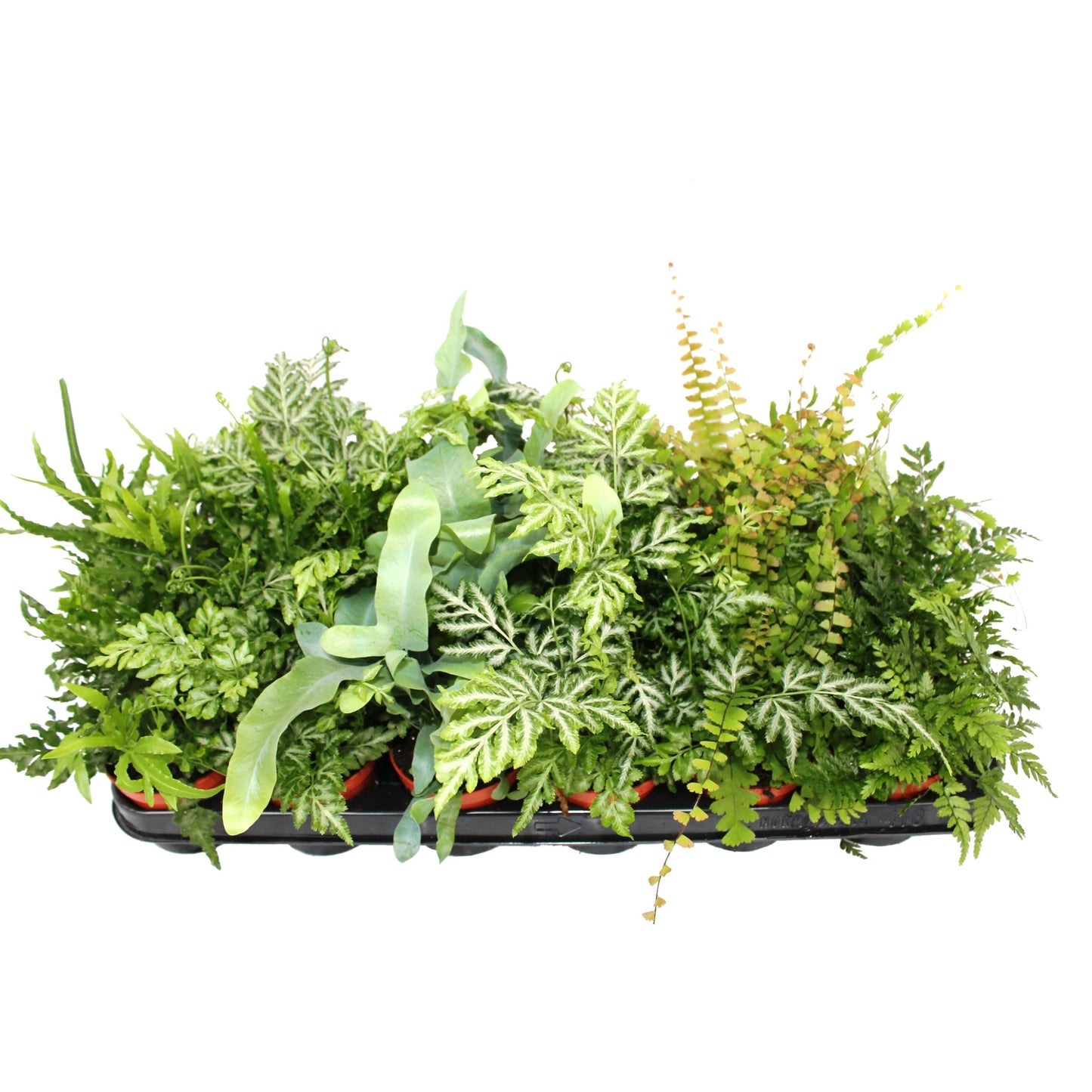 Ferns mix 20cm 8.5cm Pot