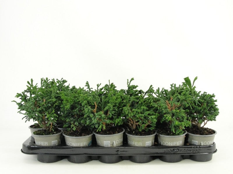 Bloemendaal, Fa.Kw. Chamaecyparis obtusa Pack of 18