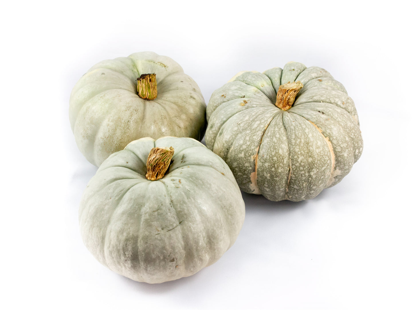 Cucurbita Jarrahdale 20cm 20cm Pot