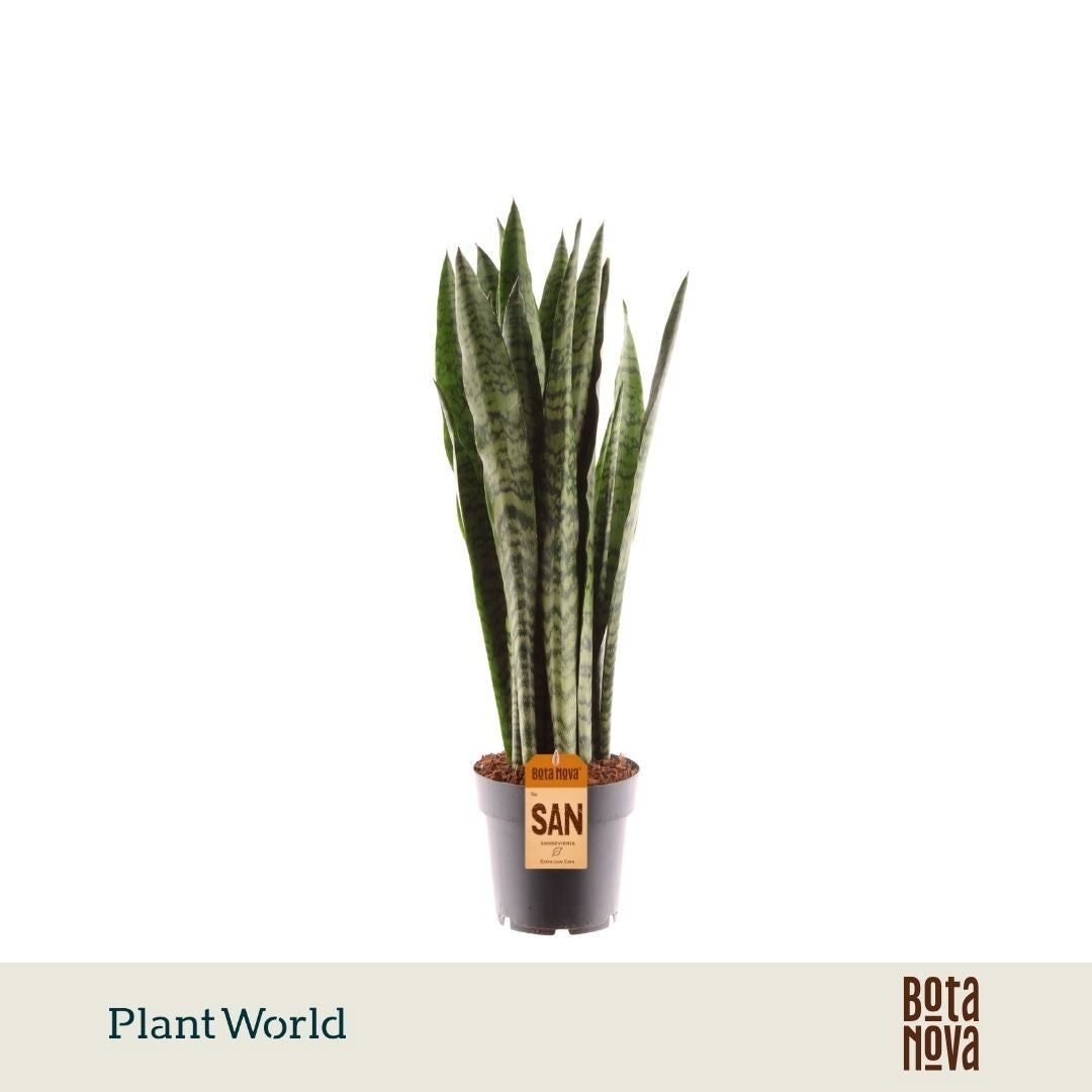 Sansevieria Zeylanica 55cm 14cm Pot