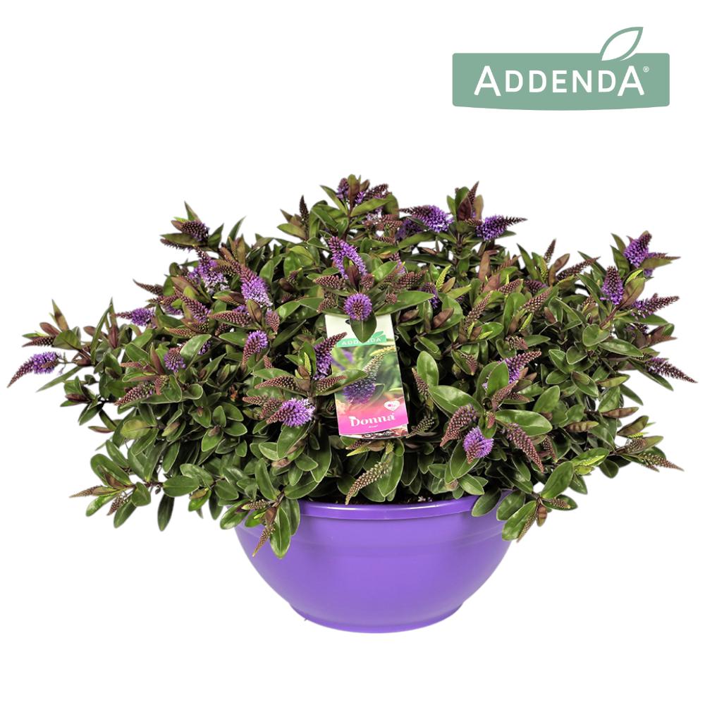 Hebe Hebedonna Anna 45cm 30cm Pot