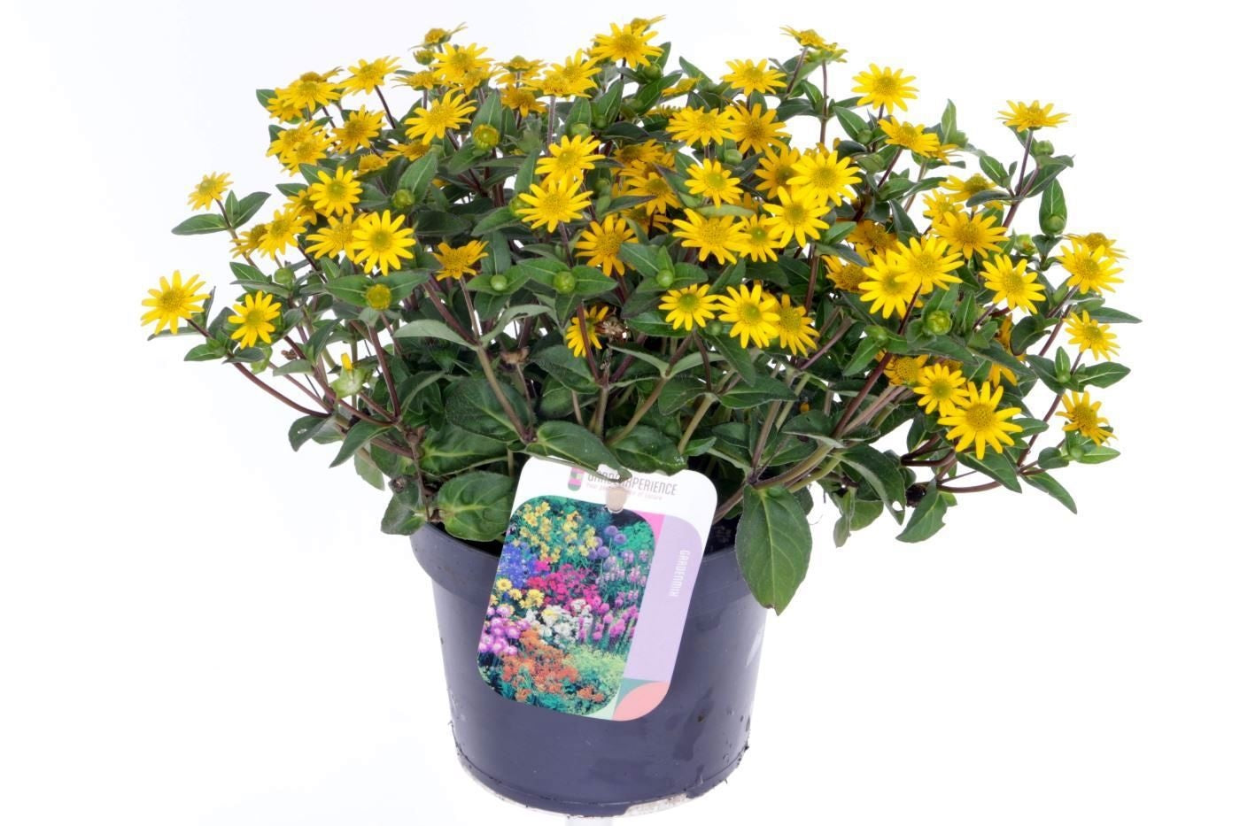 Sanvitalia procumbens 25cm 13cm Pot