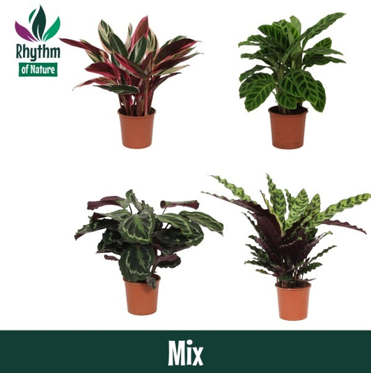 Valstar, Hkw. Gebr. Calathea mix Pack of 8