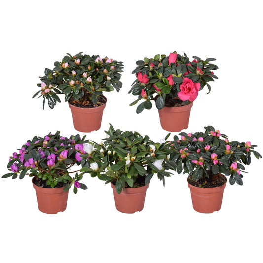 Rhododendron simsii Vogel mix 20cm 10.5cm Pot