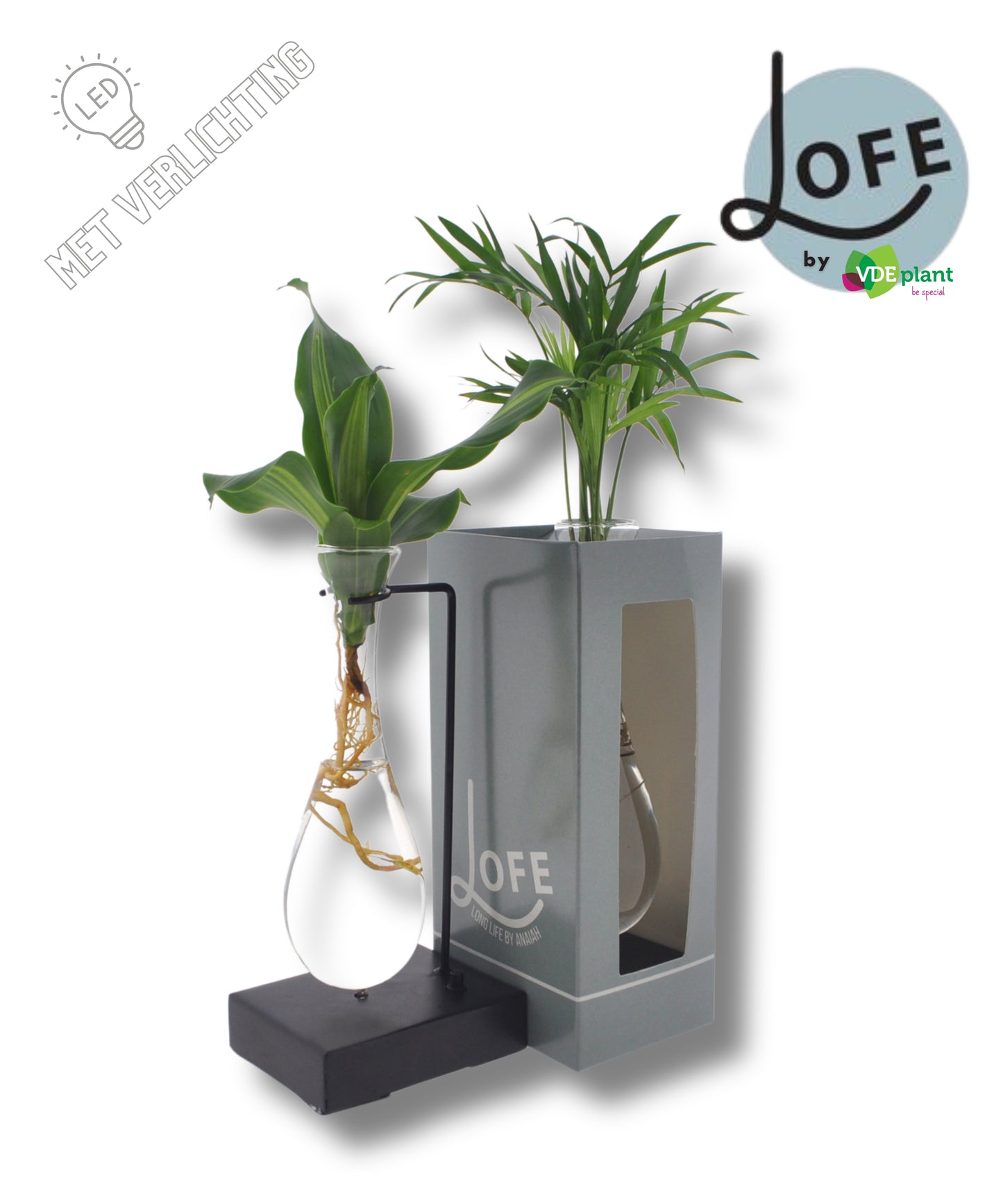 Foliage houseplants mix 45cm 12cm Pot