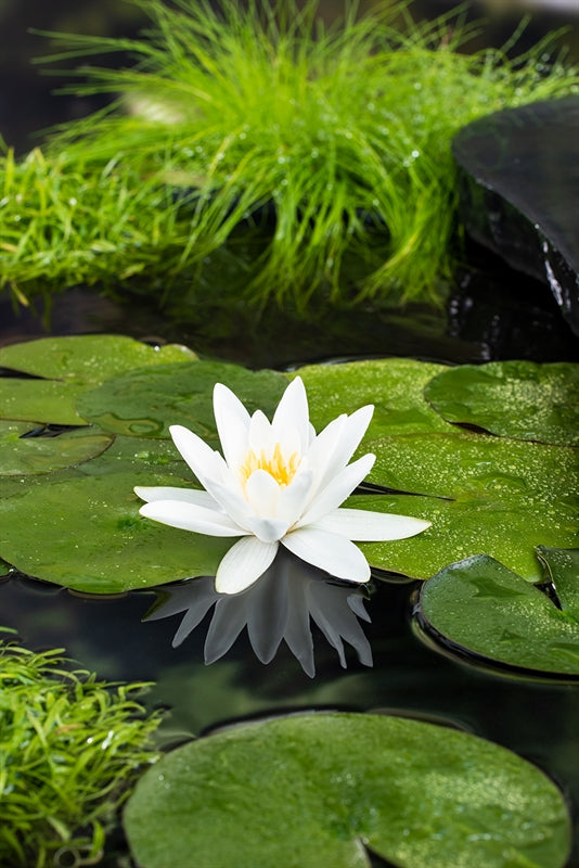 Nymphaea Hybrid 30cm 11cm Pot
