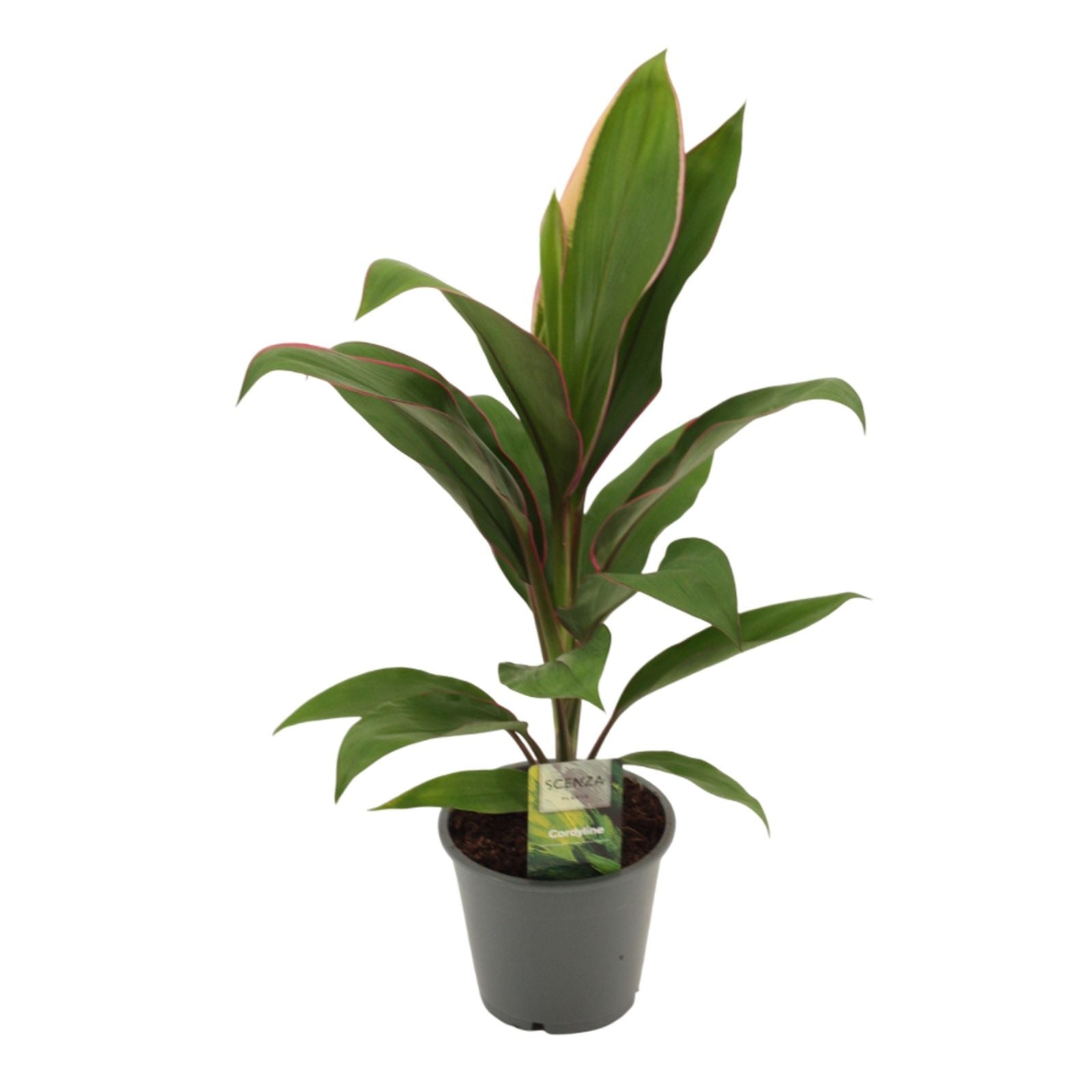 Cordyline frut. Geraldo 40cm 12cm Pot