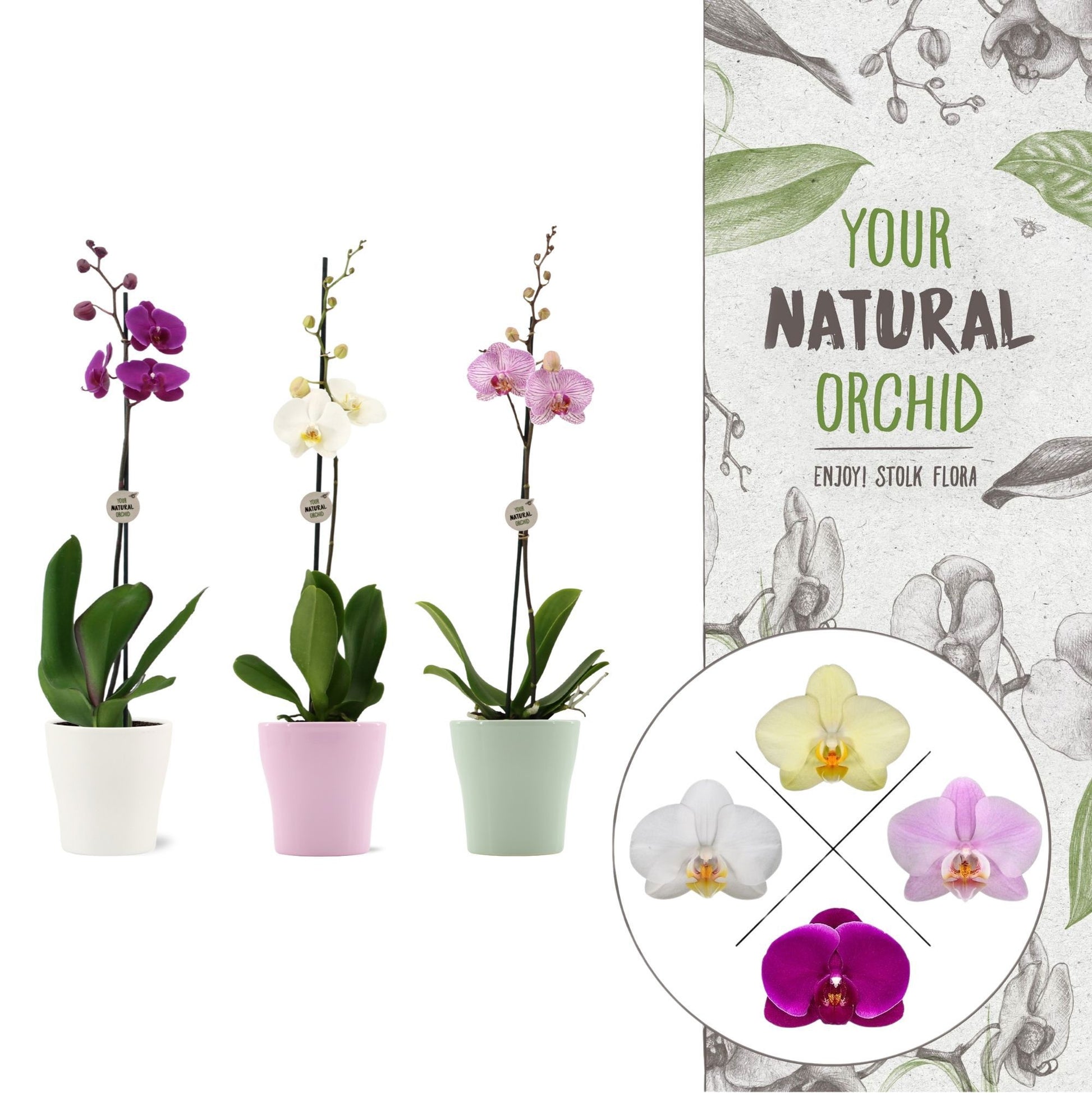 Phalaenopsis mix 60cm 12cm Pot