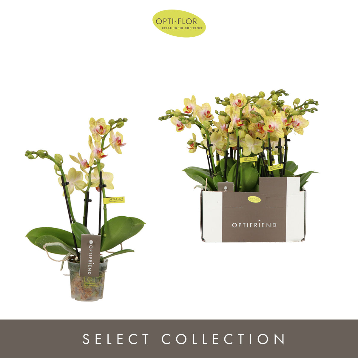Phalaenopsis mf. Stella 25cm 7cm Pot