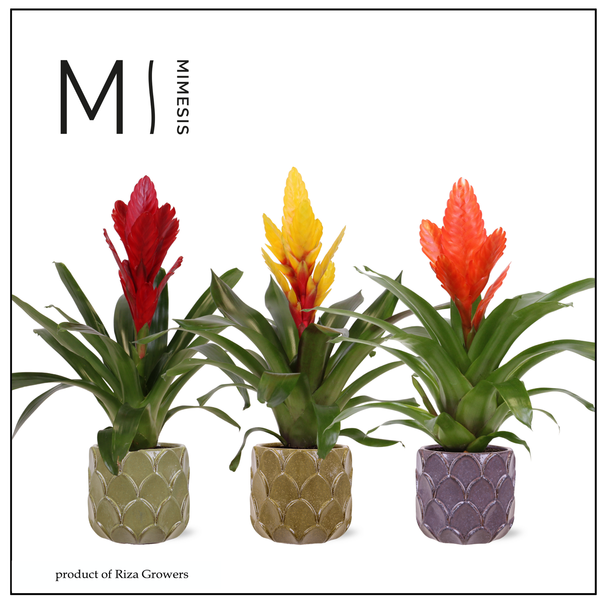 Riza Bromelia Specialist Vriesea mix Pack of 4