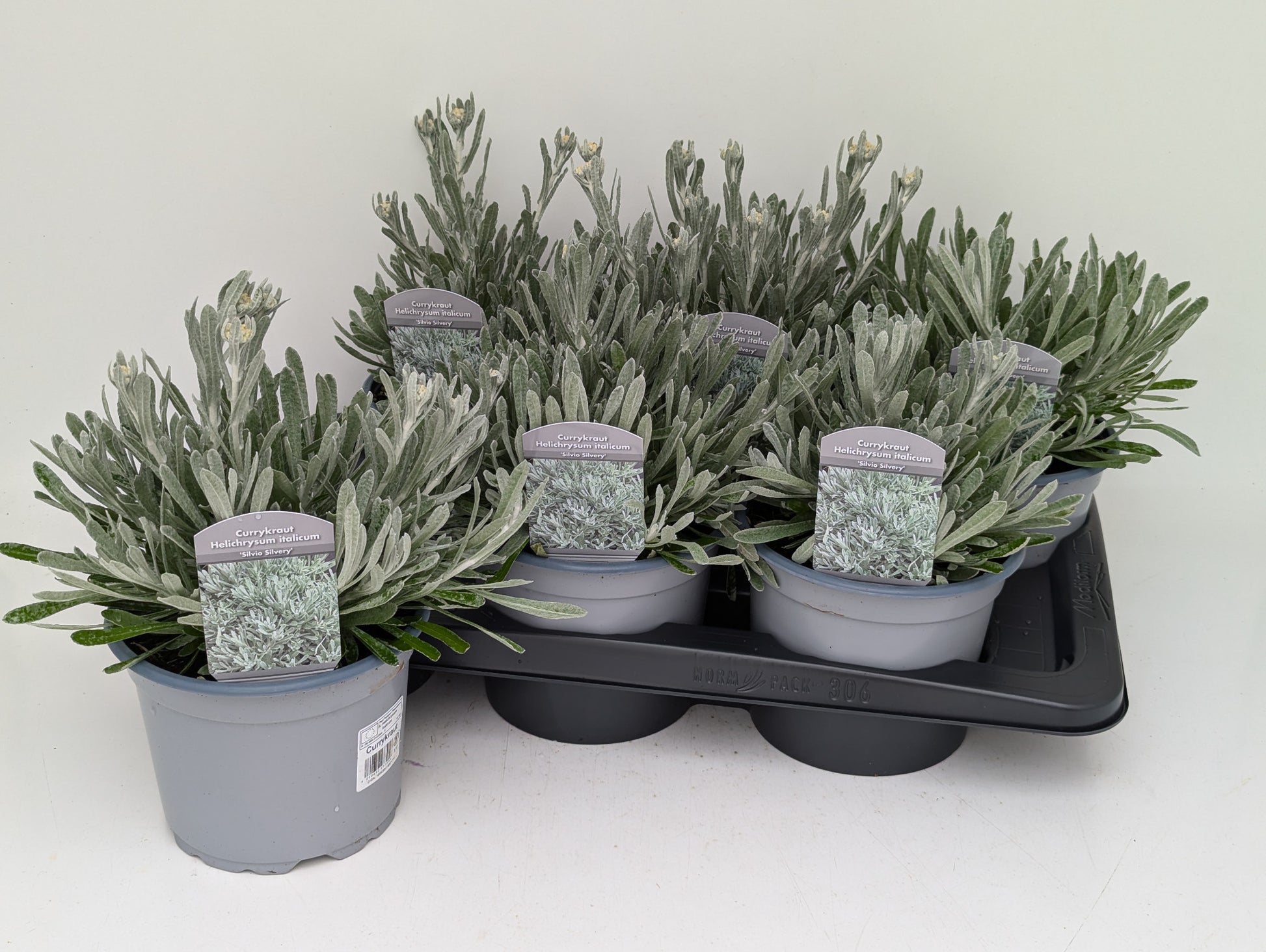 Cox, Paul Helichrysum Silvio mix Pack of 6