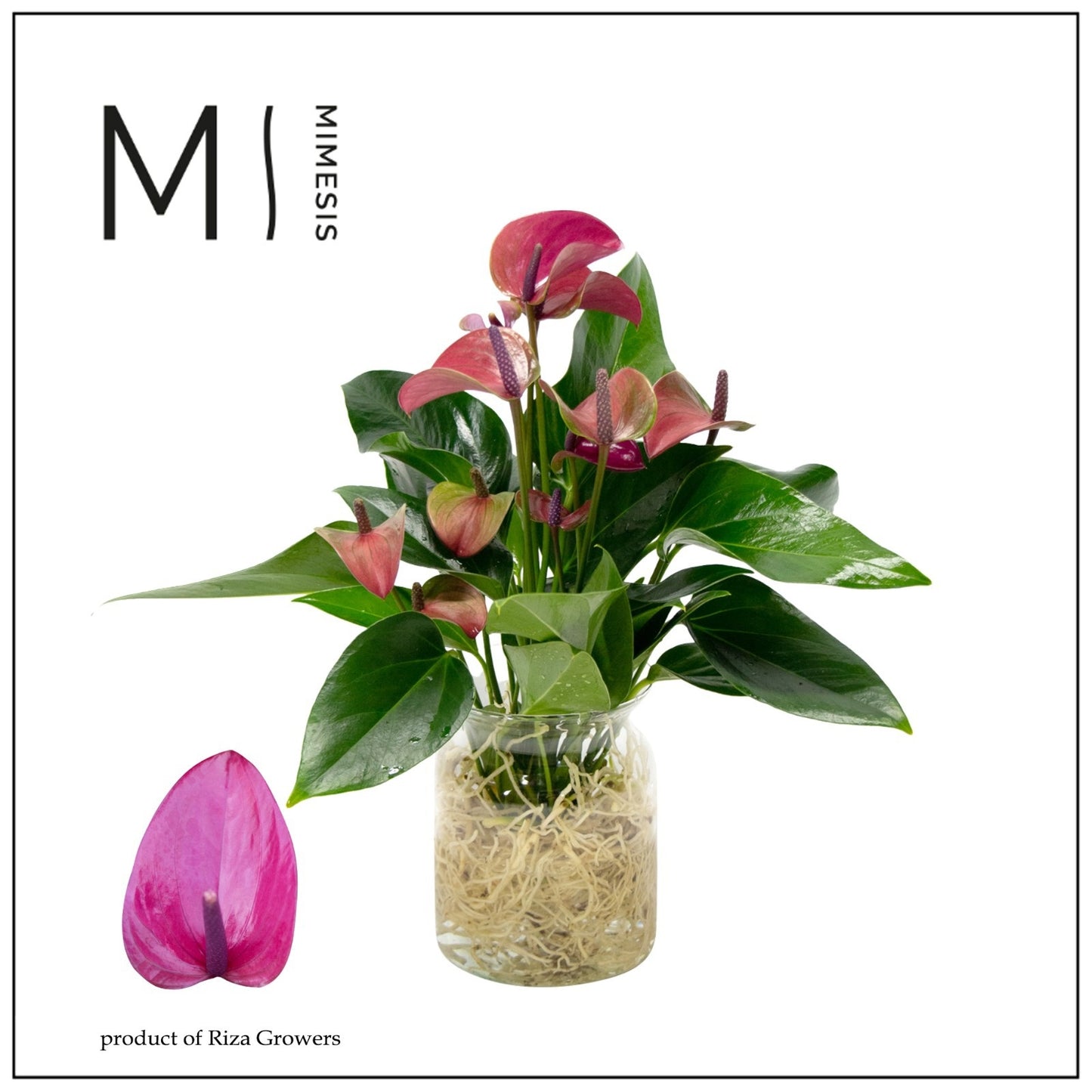 Riza Karma Plants Anthurium Karma Purple Pack of 3