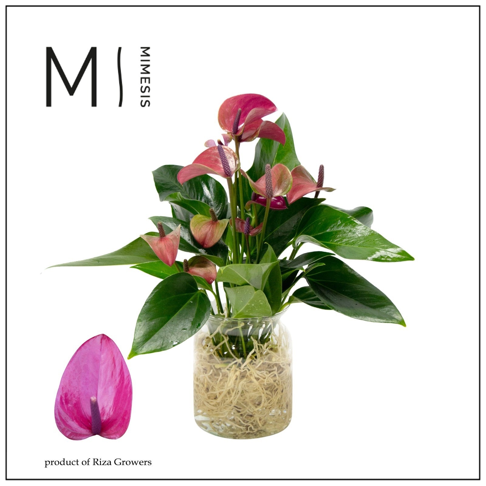 Riza Karma Plants Anthurium Karma Purple Pack of 3