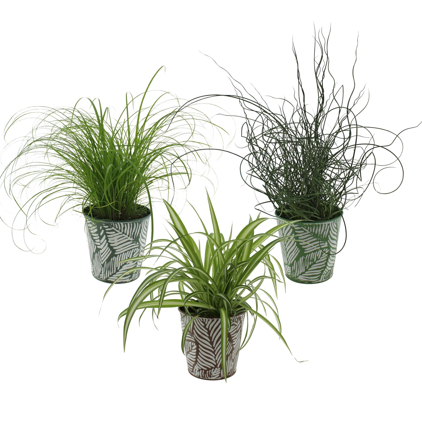 Foliage houseplants mix 27cm 12cm Pot