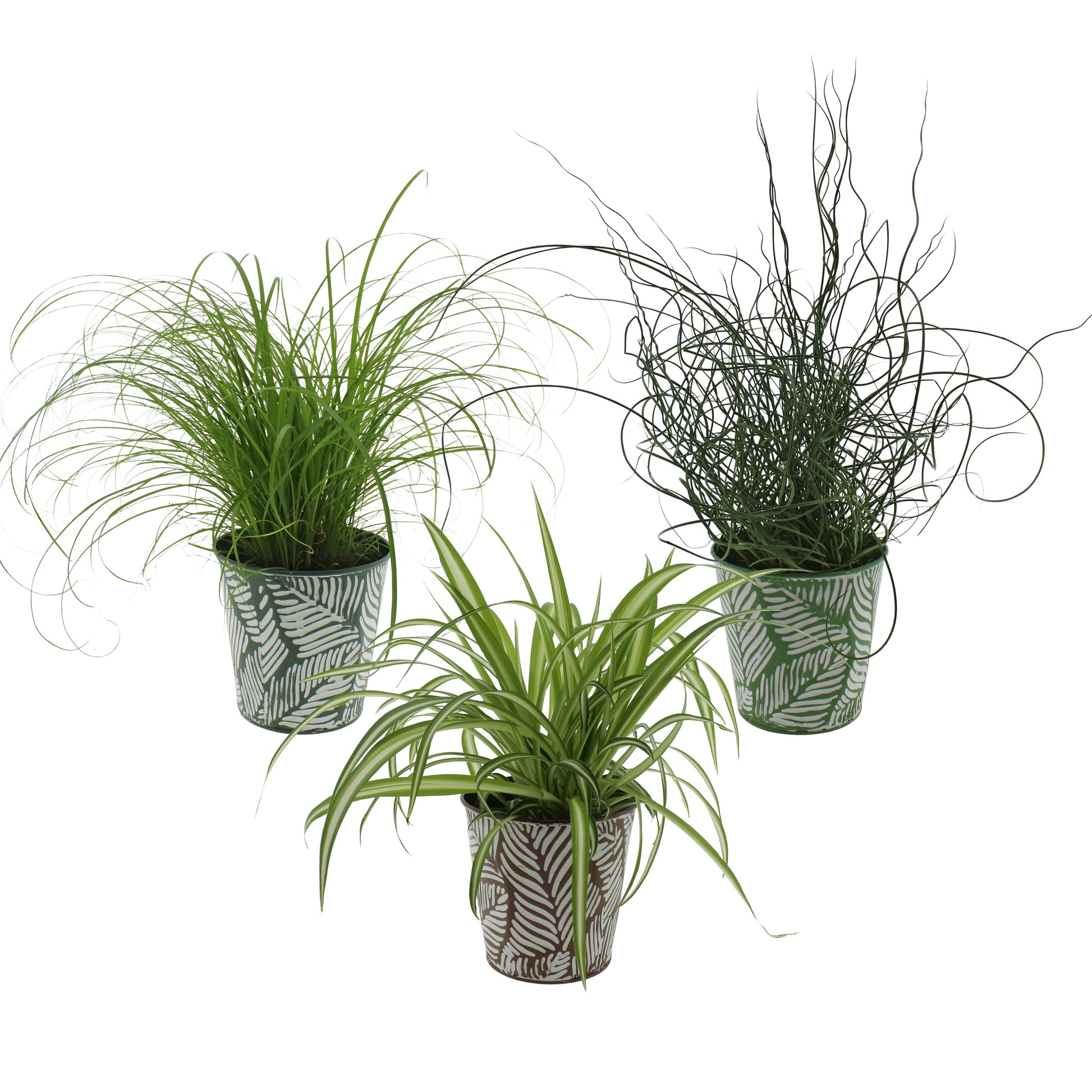 Foliage houseplants mix 27cm 12cm Pot