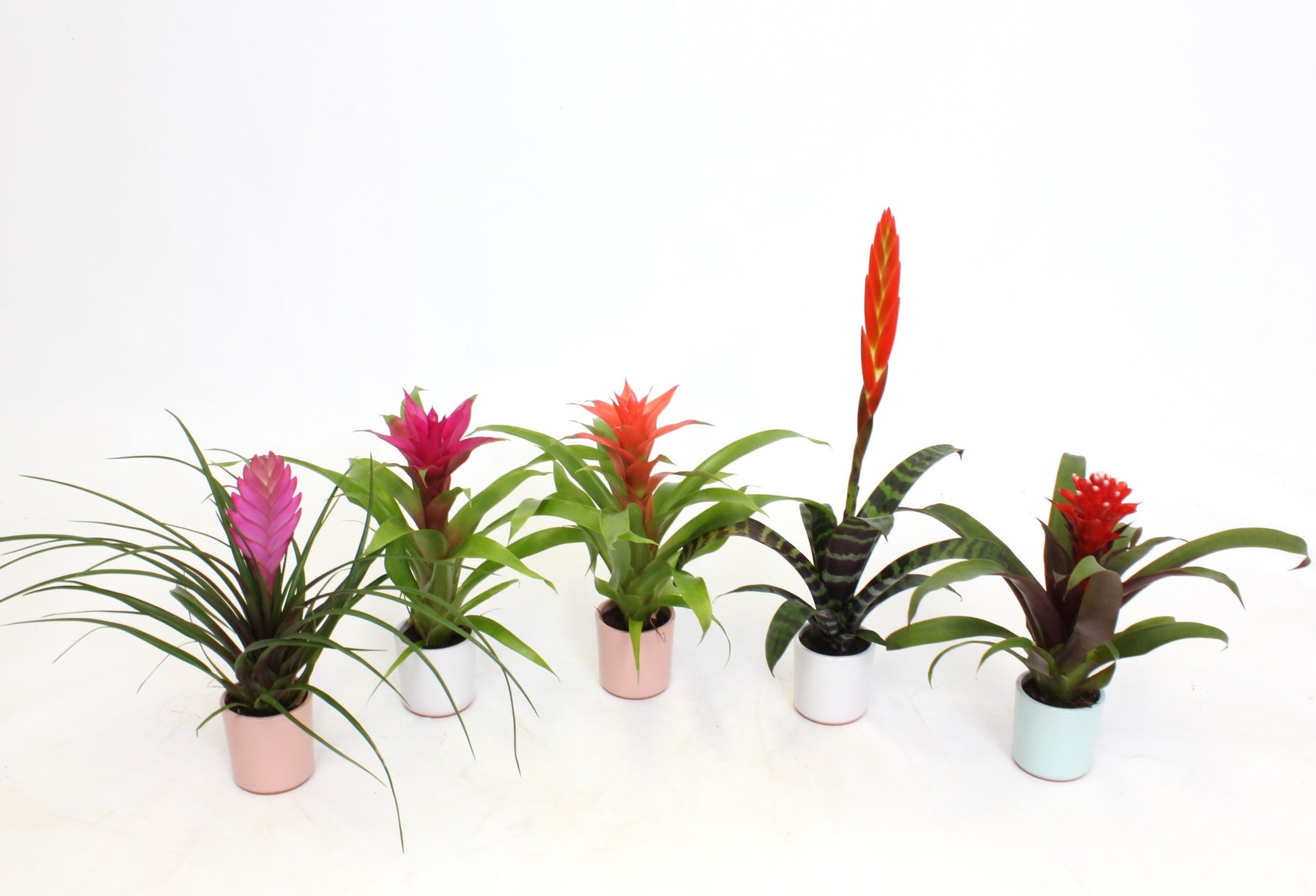 Bromelia mix 20cm 7cm Pot