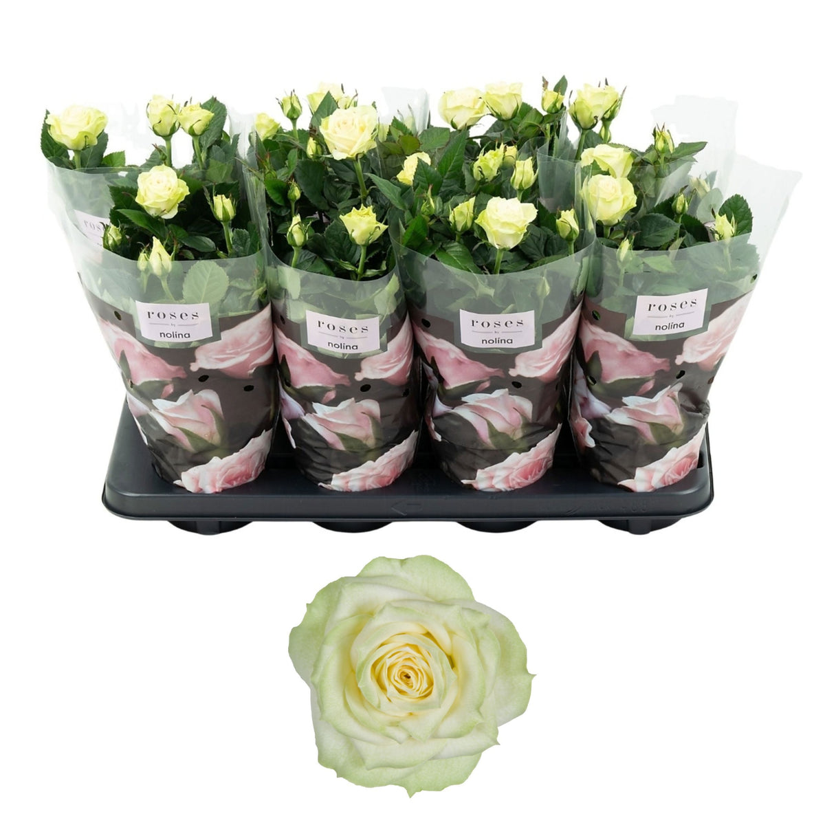 Rosa white 36cm 13cm Pot