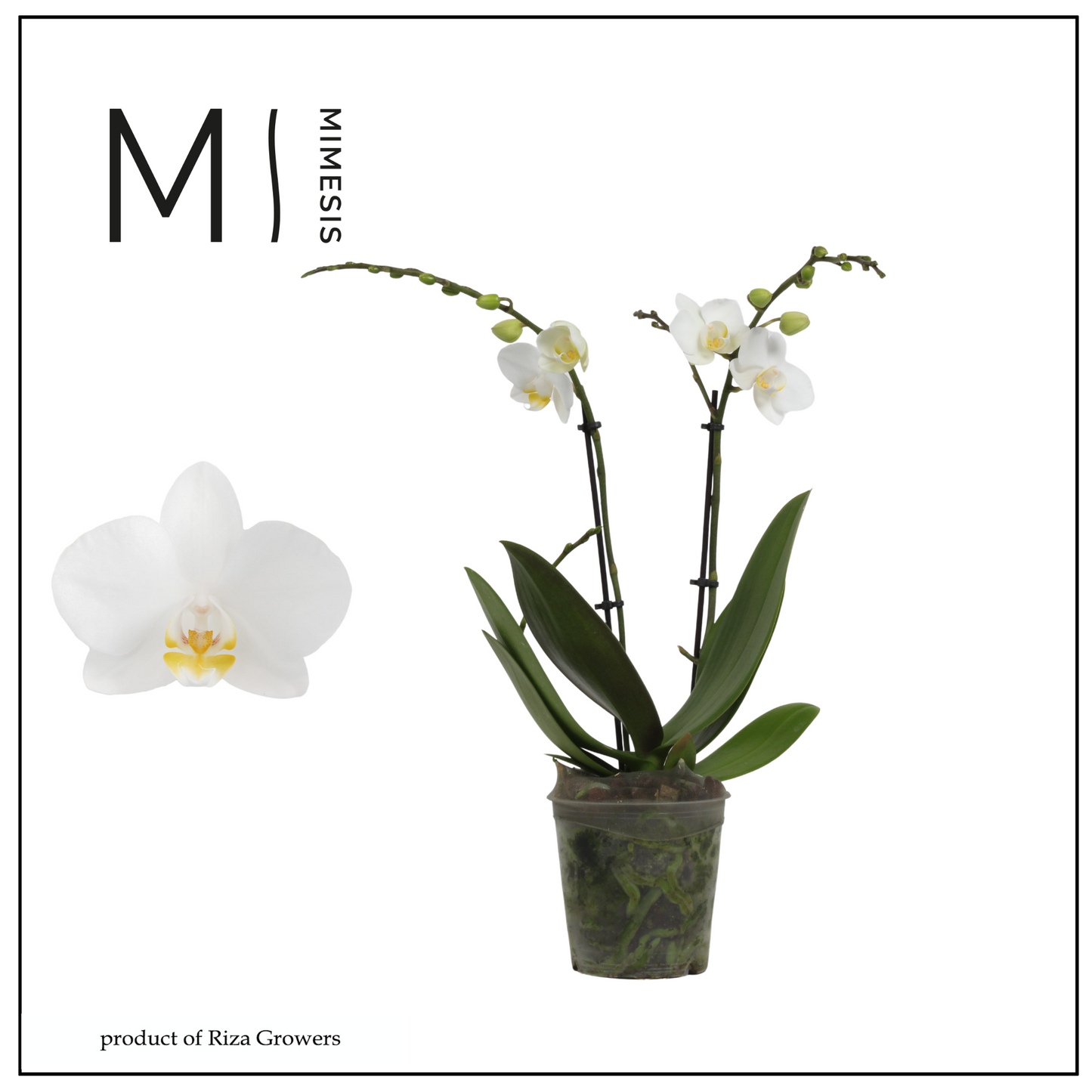 Riza Ter Laak Orchios Phalaenopsis Florion Pack of 10