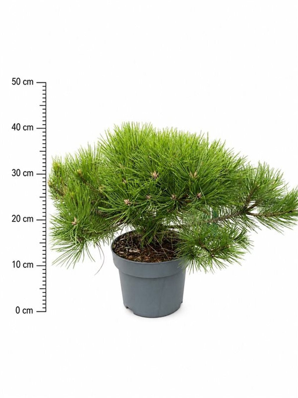 Pinus Low Glow 45cm 23cm Pot