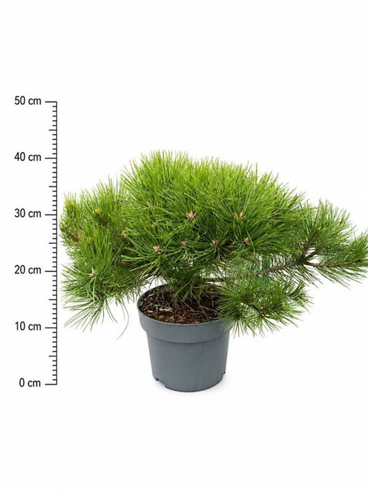 Pinus Low Glow 45cm 23cm Pot