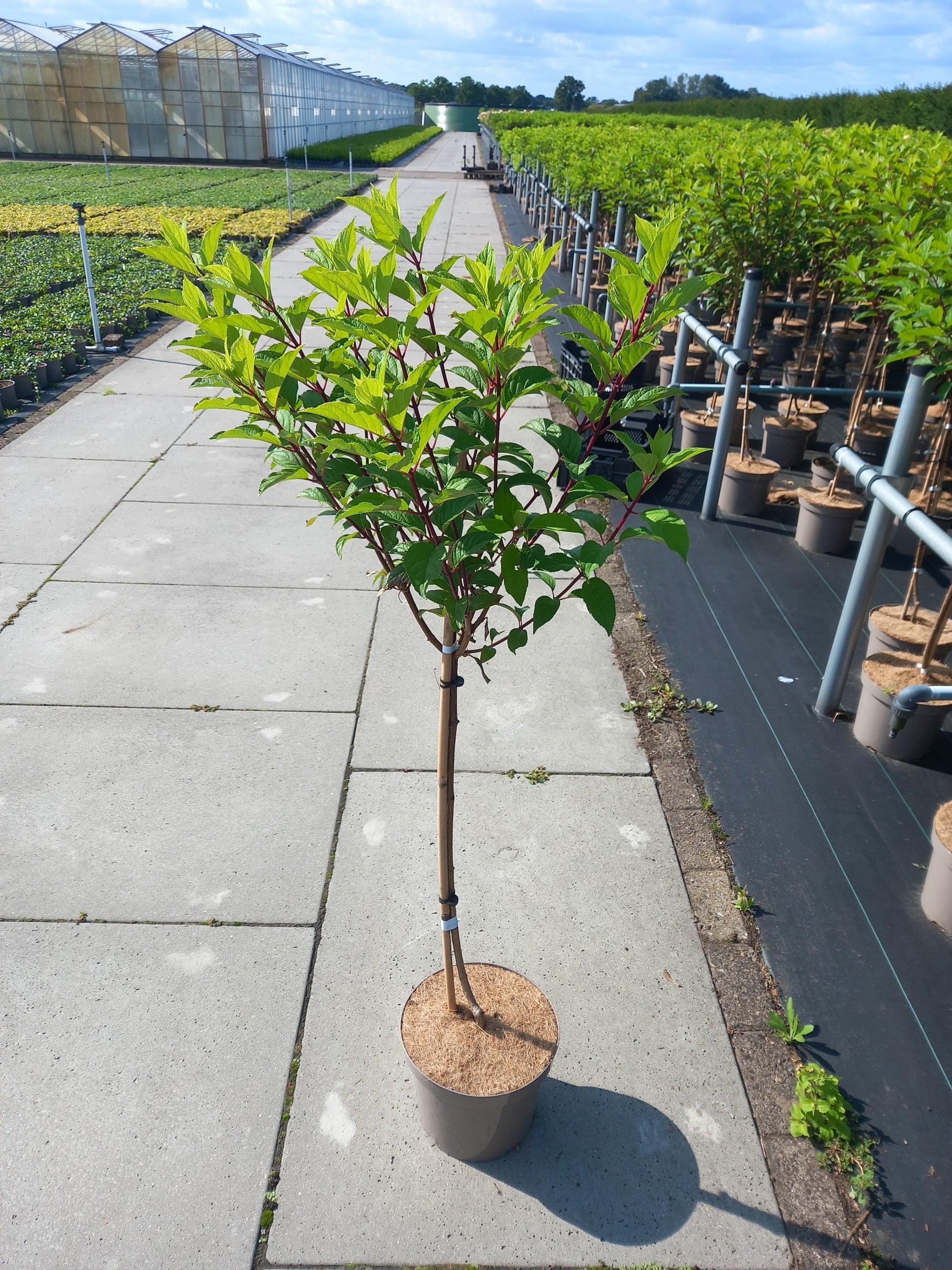 Hydrangea pan. Vanille-Frais 80cm 26cm Pot
