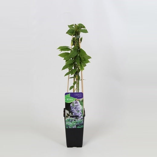 Wisteria sinensis 60cm 14cm Pot
