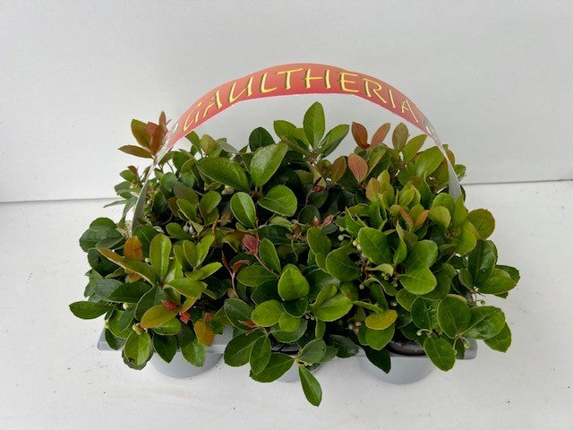 Boomkw. R. Wijsman VOF Gaultheria procumbens Pack of 1