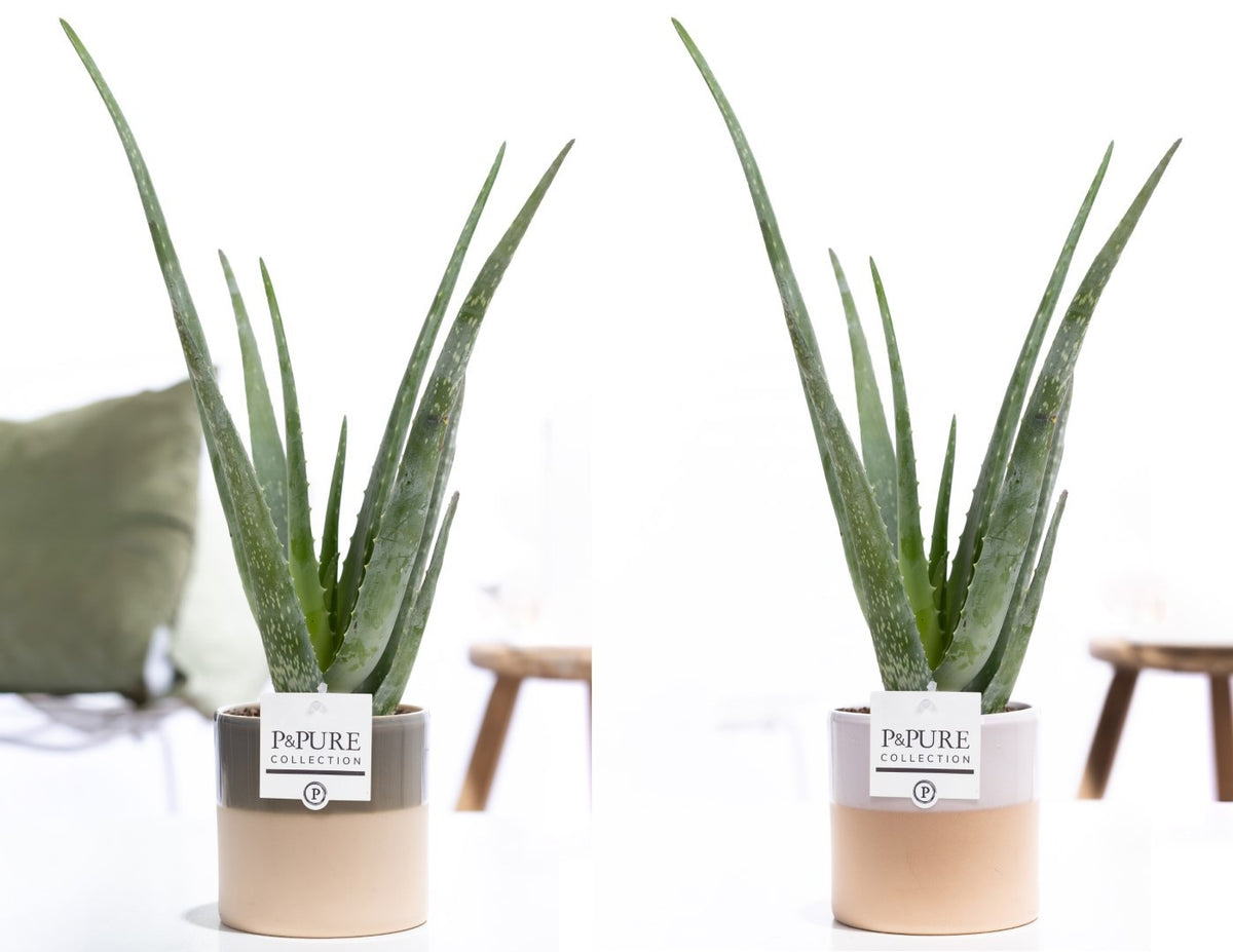 Aloe vera 40cm 12cm Pot