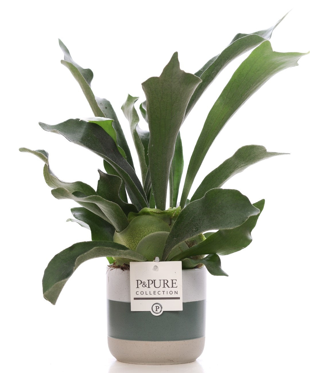 Platycerium bifurcatum 40cm 12cm Pot