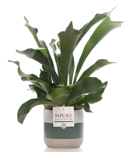 Platycerium bifurcatum 40cm 12cm Pot