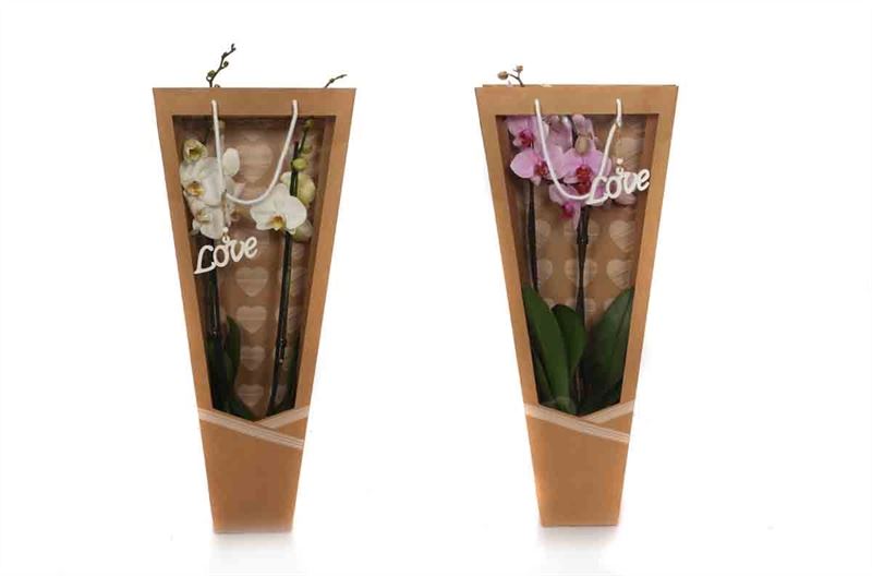 Phalaenopsis mix 55cm 12cm Pot