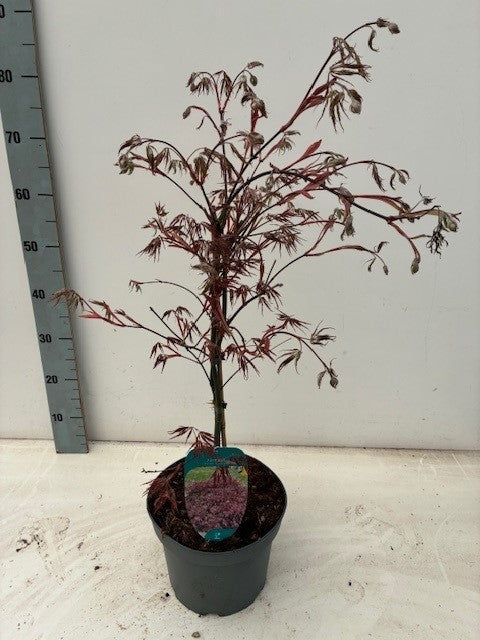 Acer Inaba-shidare 50cm 23cm Pot