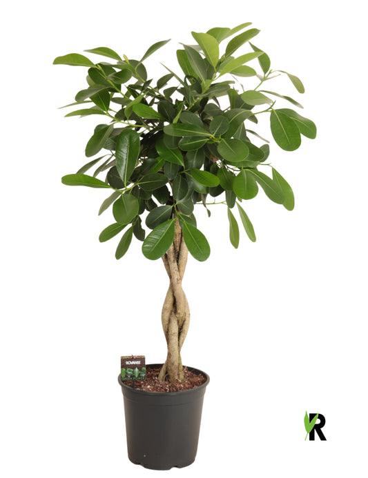 Ficus micr. Smile 120cm 27cm Pot