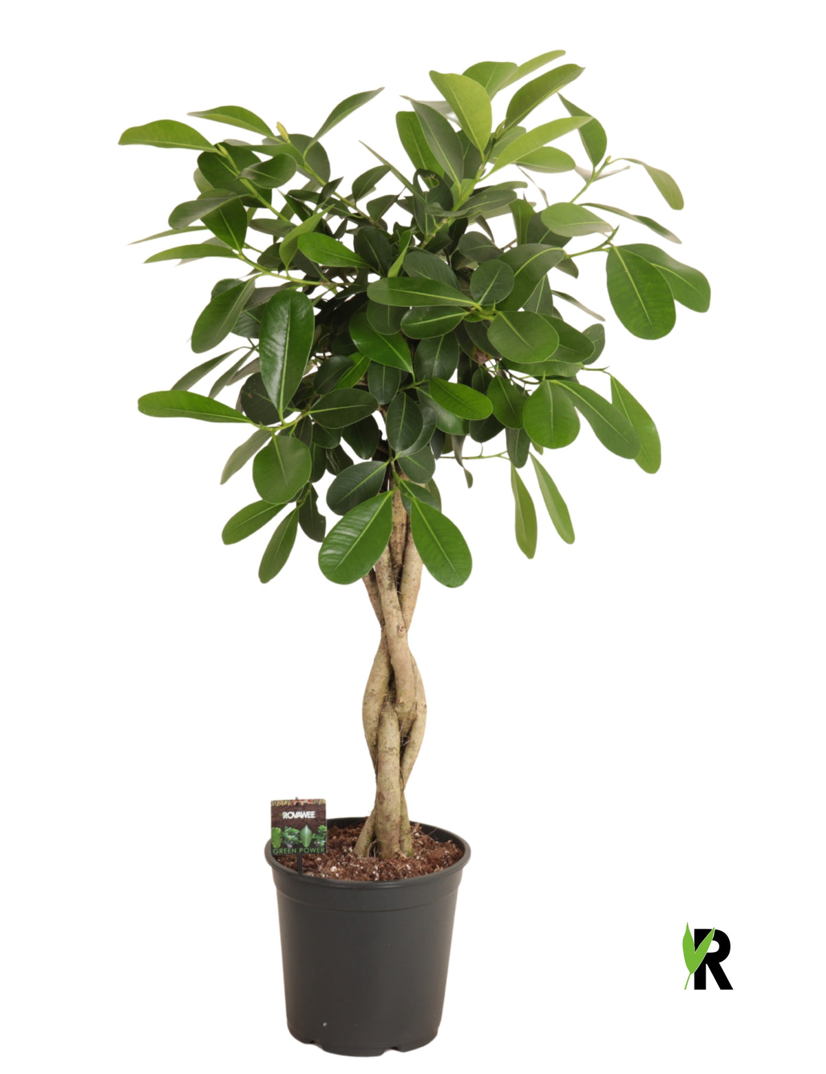 Ficus micr. Smile 120cm 27cm Pot