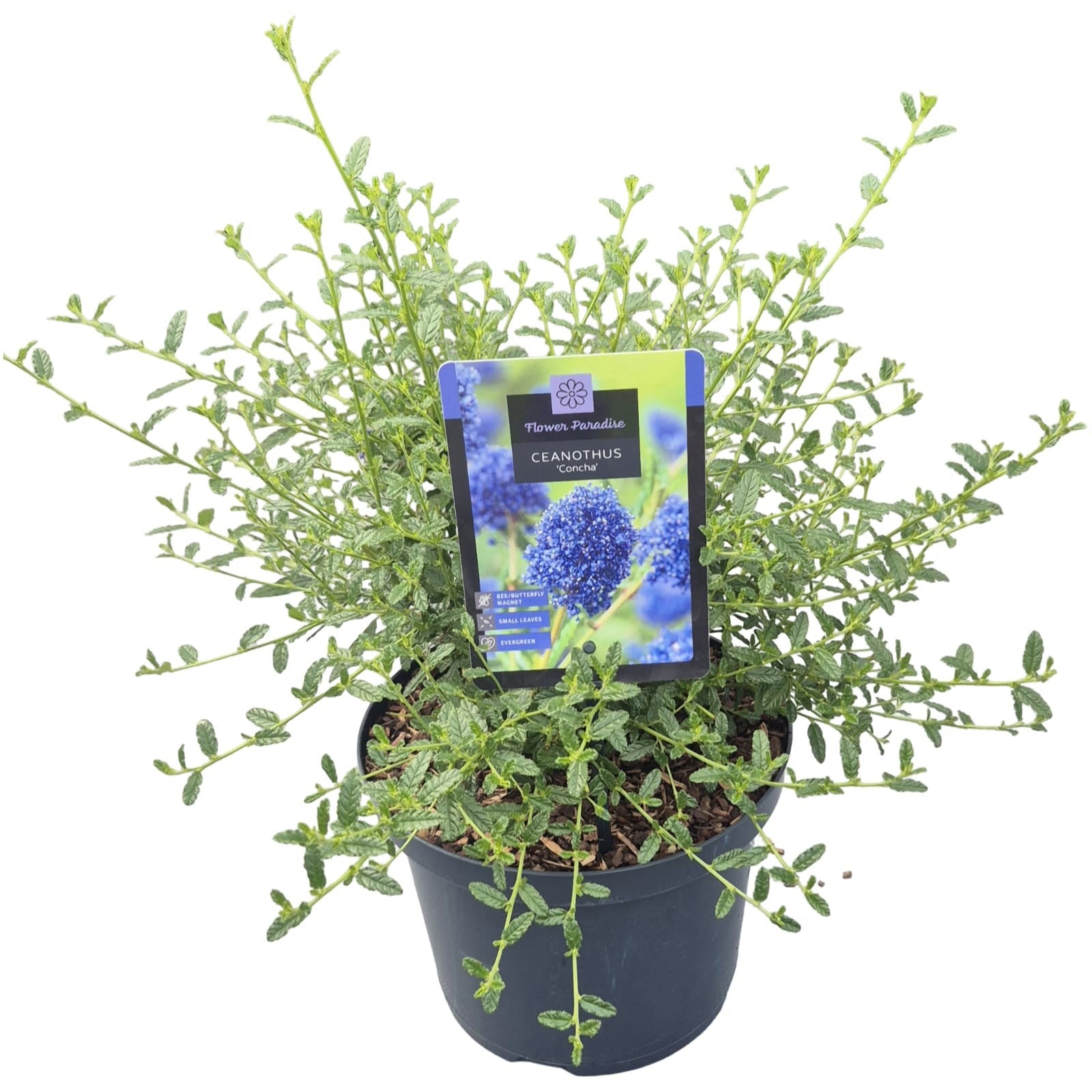 Peijl Tuinplanten, Van der Ceanothus thyrsiflorus repens Pack of 1
