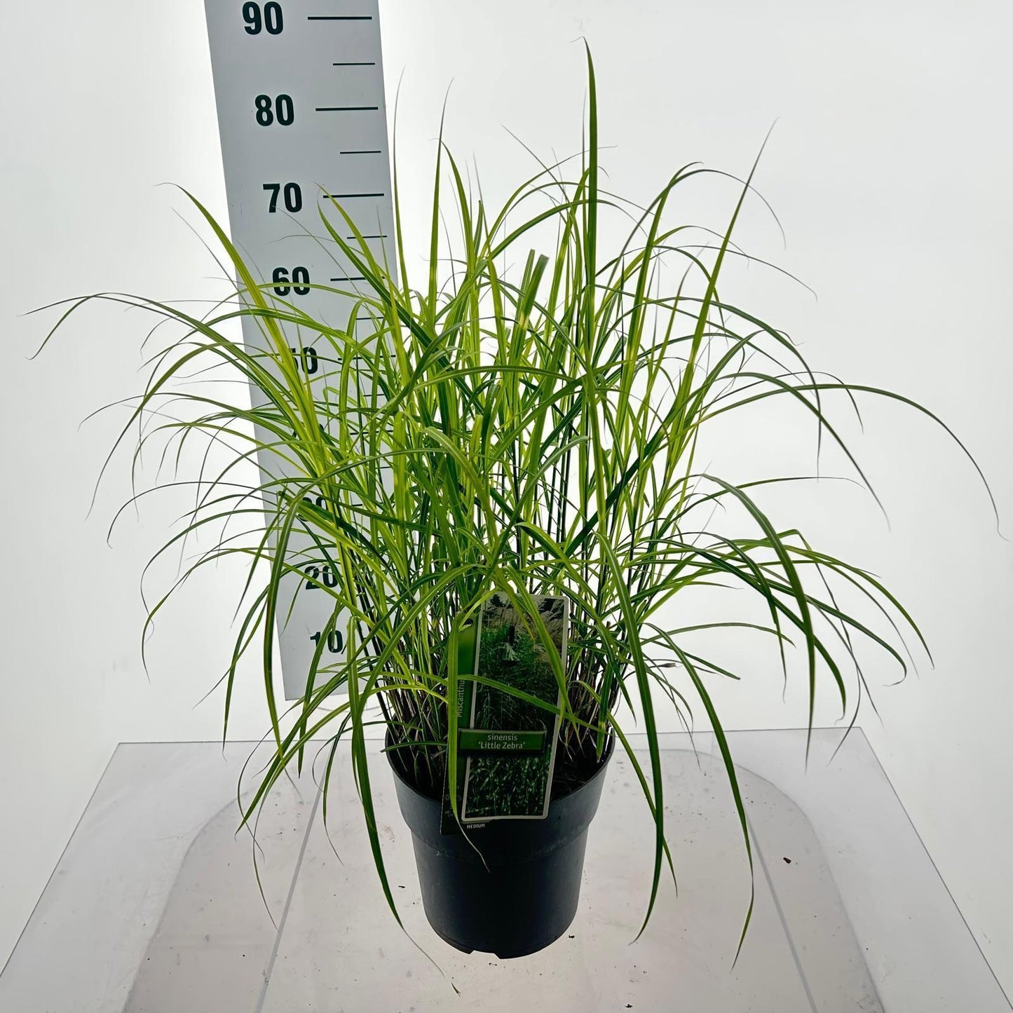Miscanthus sinensis 40cm 23cm Pot