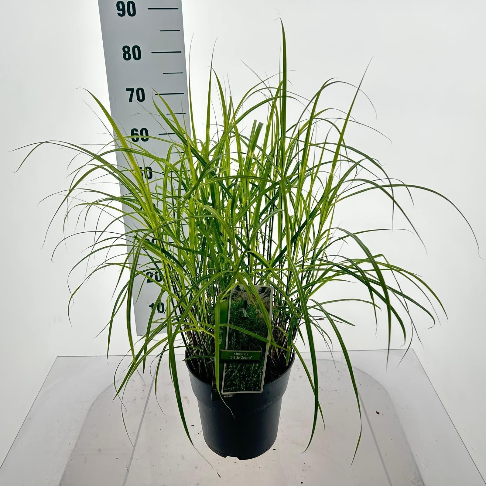 Miscanthus sinensis 40cm 23cm Pot