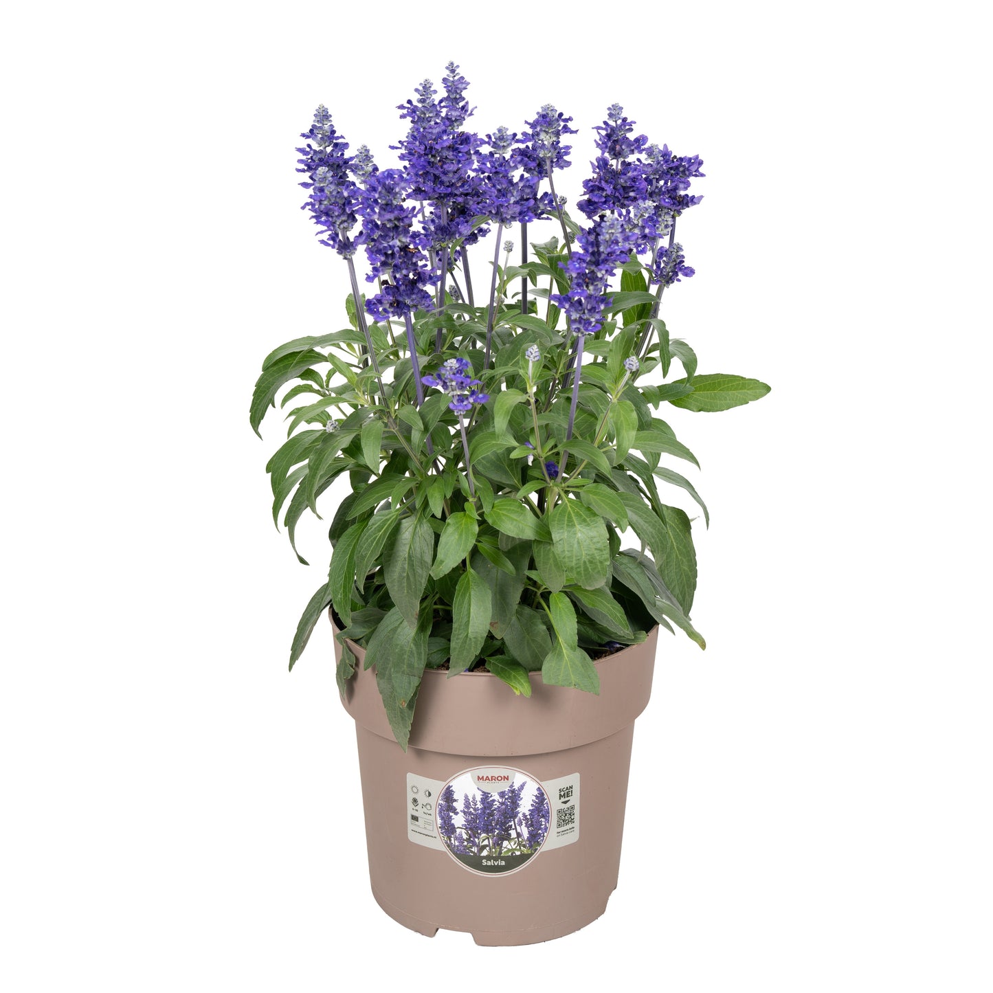 Salvia far. Farina Blue 55cm 23cm Pot
