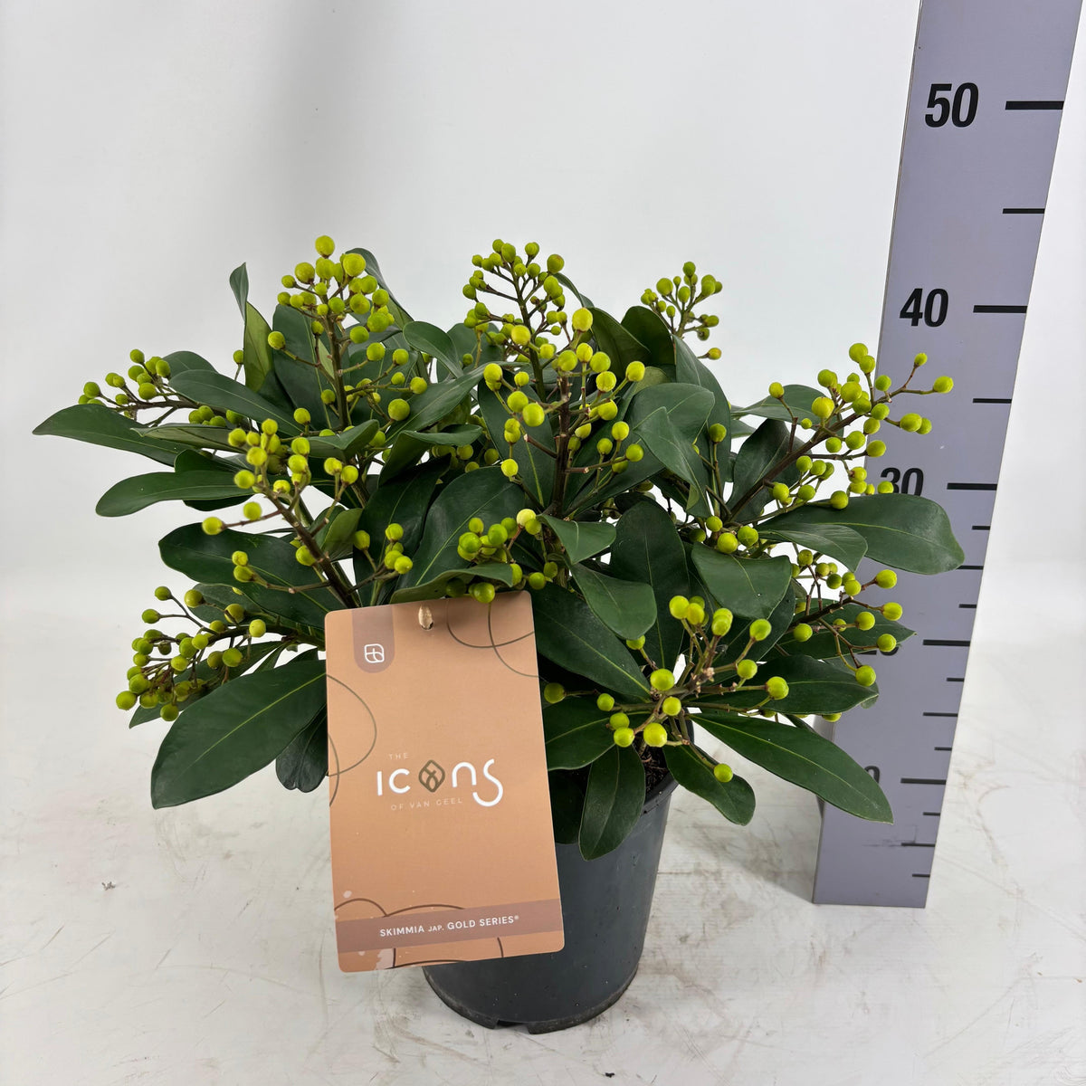 Skimmia japonica Beautiful 45cm 19cm Pot