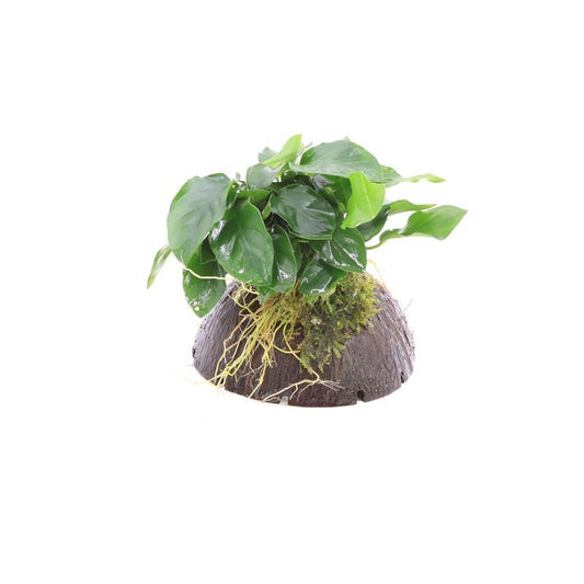Aquarium plant mix 5cm 2cm Pot