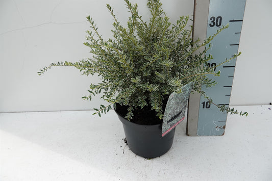Roessel Tuinpl. VOF, B. v. Lonicera Silver Beauty Pack of 1