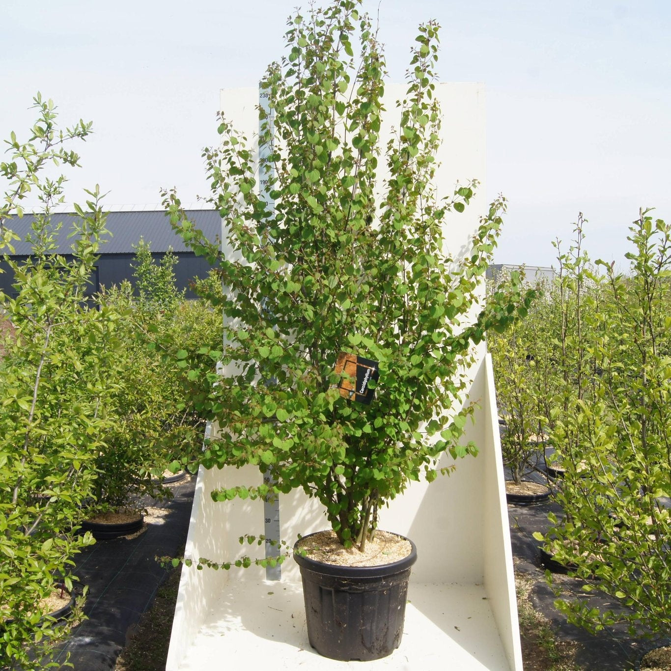 Cercidiphyllum japonicum 240cm 55cm Pot