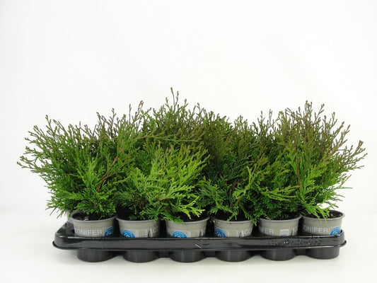Chamaecyparis obtusa Pygmaea 20cm 9cm Pot