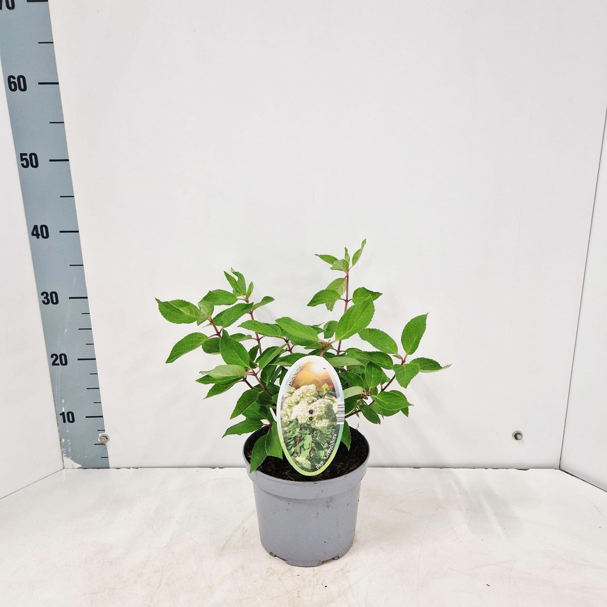 Hydrangea pan. Grandiflora 35cm 17cm Pot
