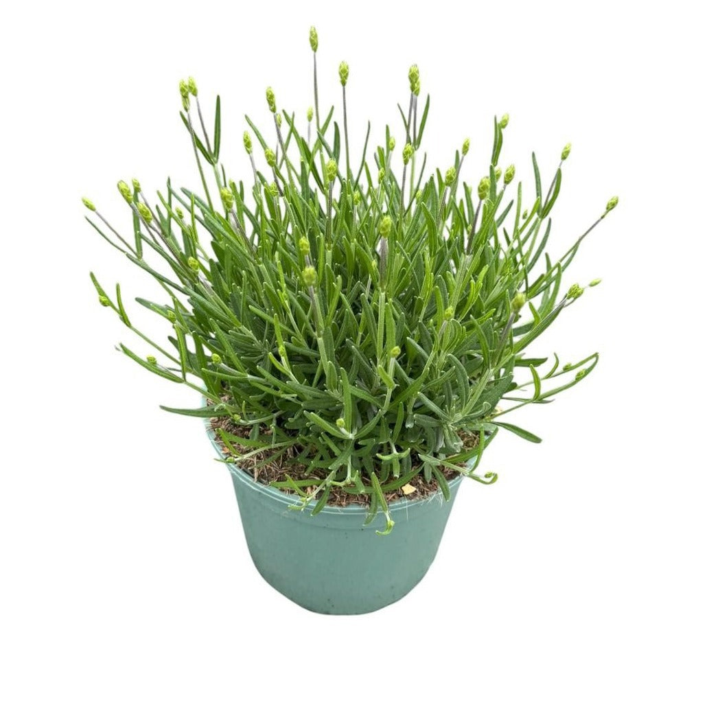 Lavandula Hidcote 30cm 17cm Pot